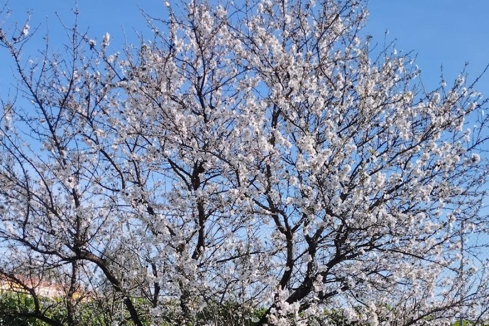 Registro de la Propiedad de La Carolina | Mª del Rosario Jiménez Rubio